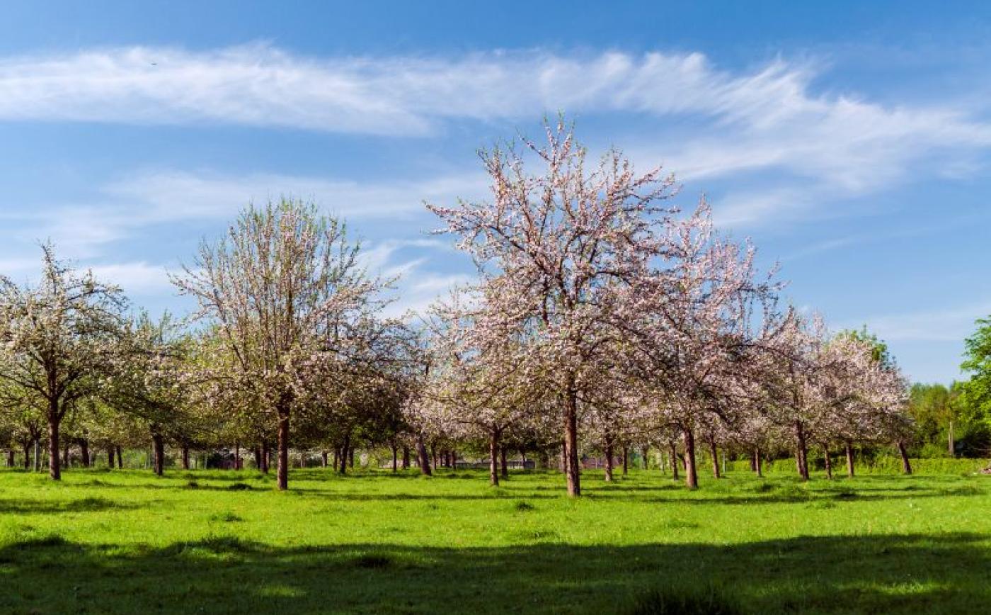 Rando des Pommiers en Fleurs à Ticheville - Patrice VALETTE