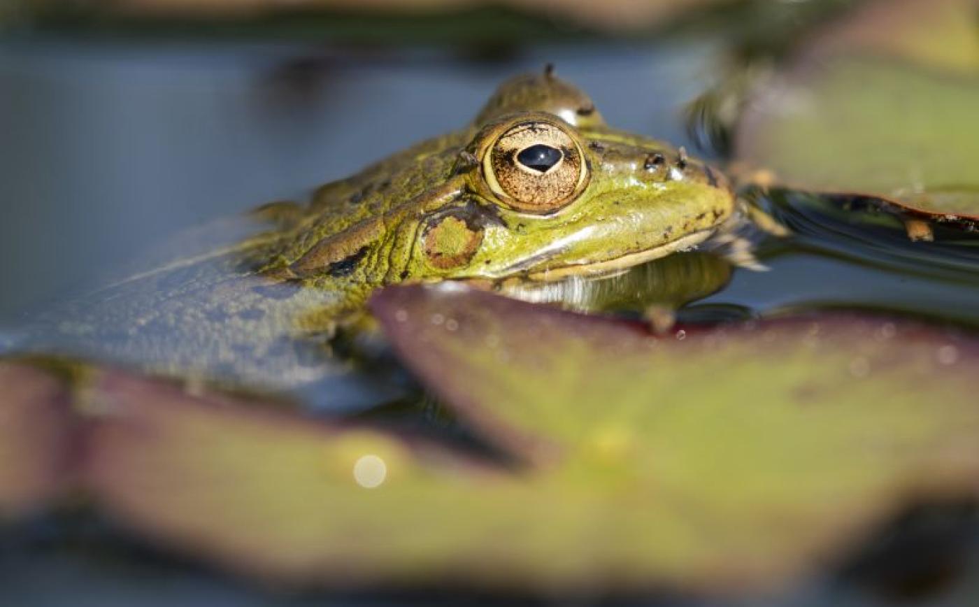 Grenouilles et Tritons au Domaine Sauvage Le Costil - Freepik