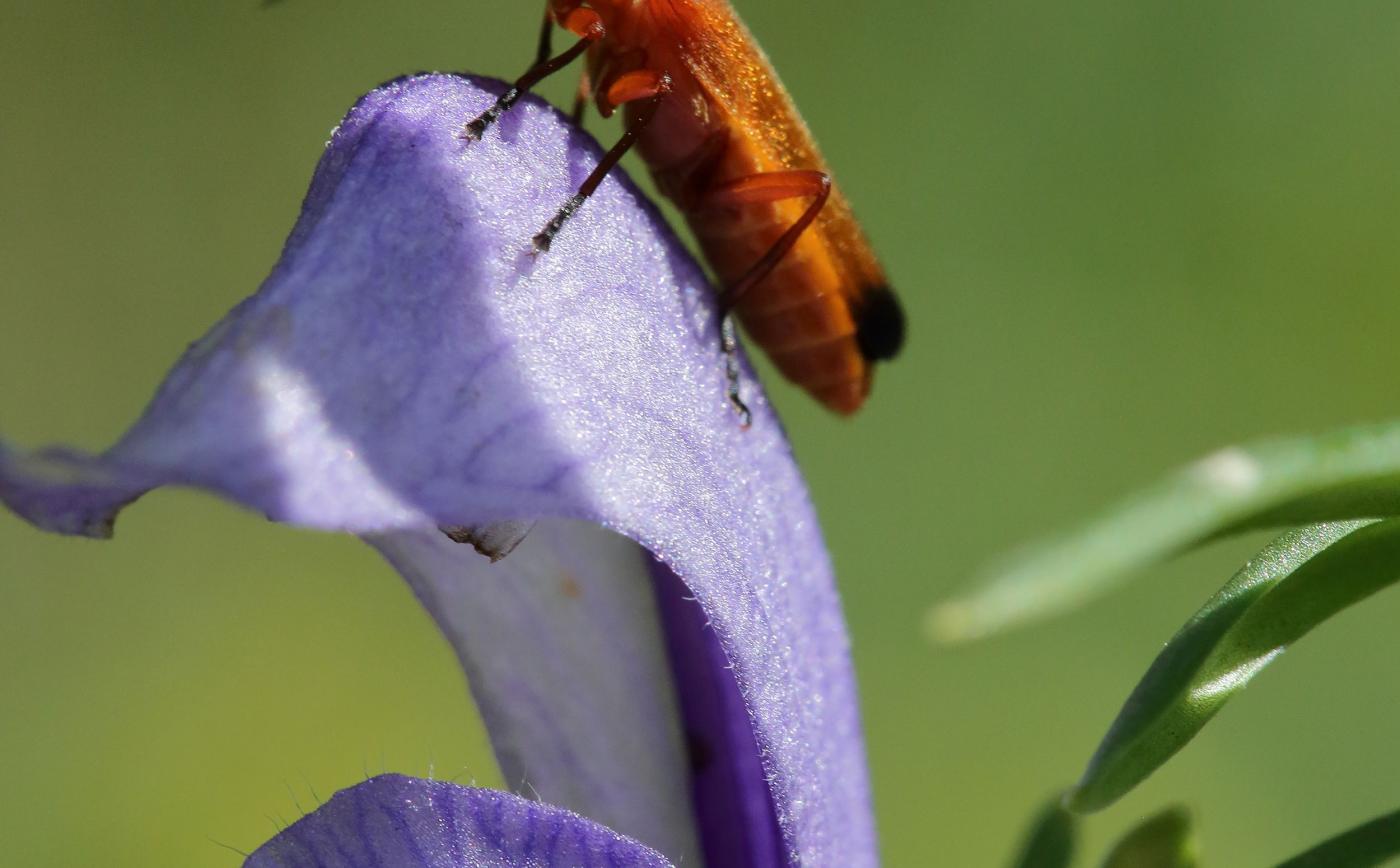 Insecte_PrairiesCampigny_CAubert - C. AUBERT