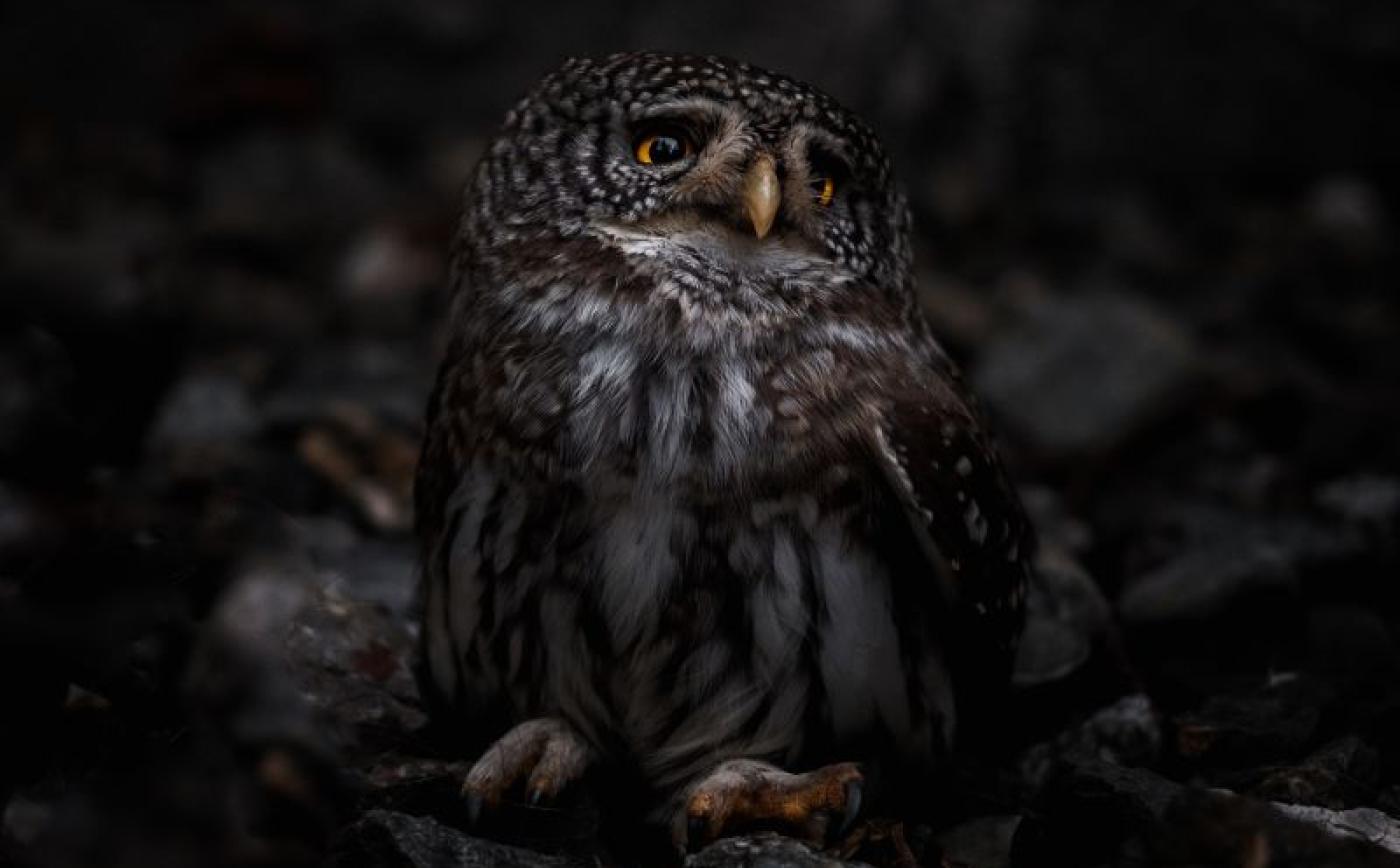 Découvrir les rapaces au Merlerault - wirestock_freepik