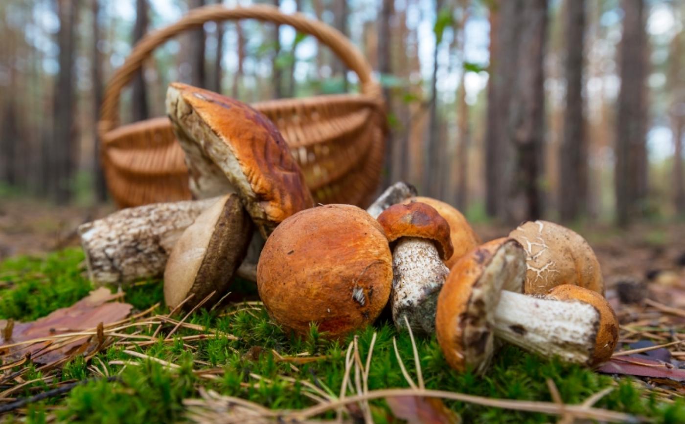 Sortie champignons à Sap-en-Auge - Kamchatka
