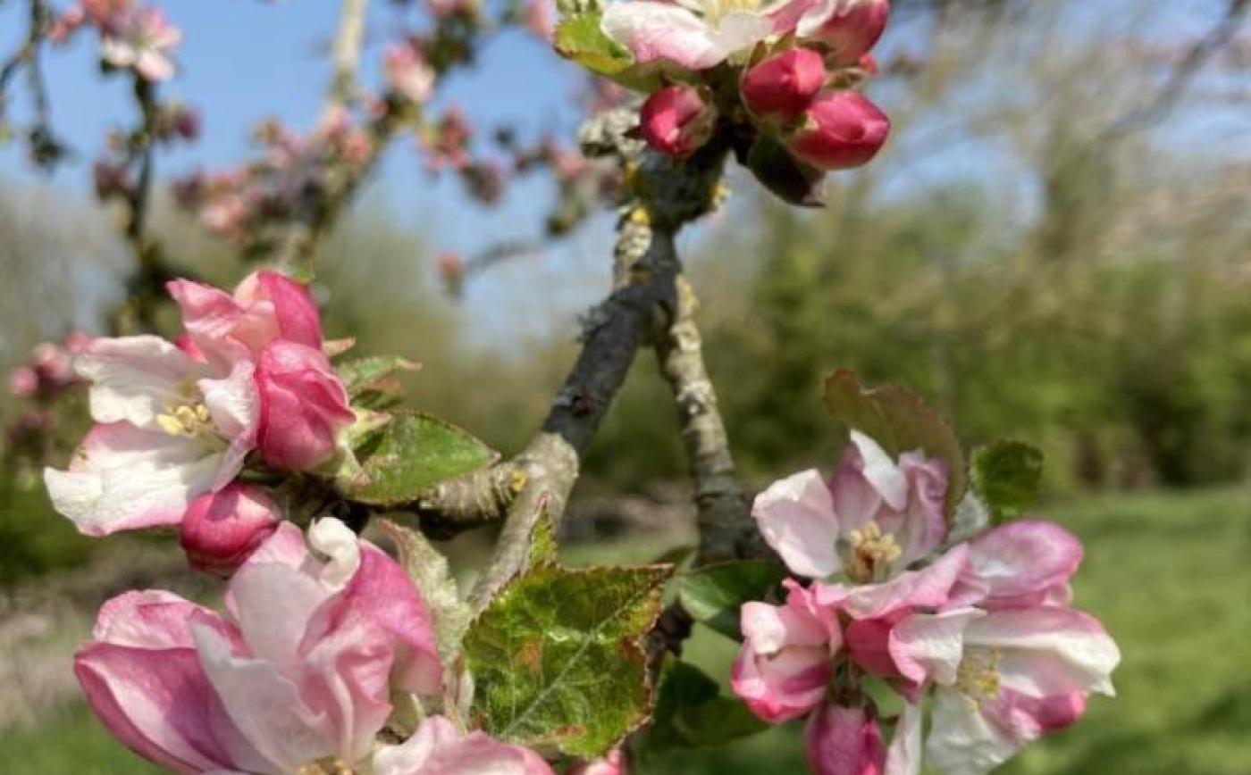 Le pressoir de la Malherbière - © Gites de France Orne