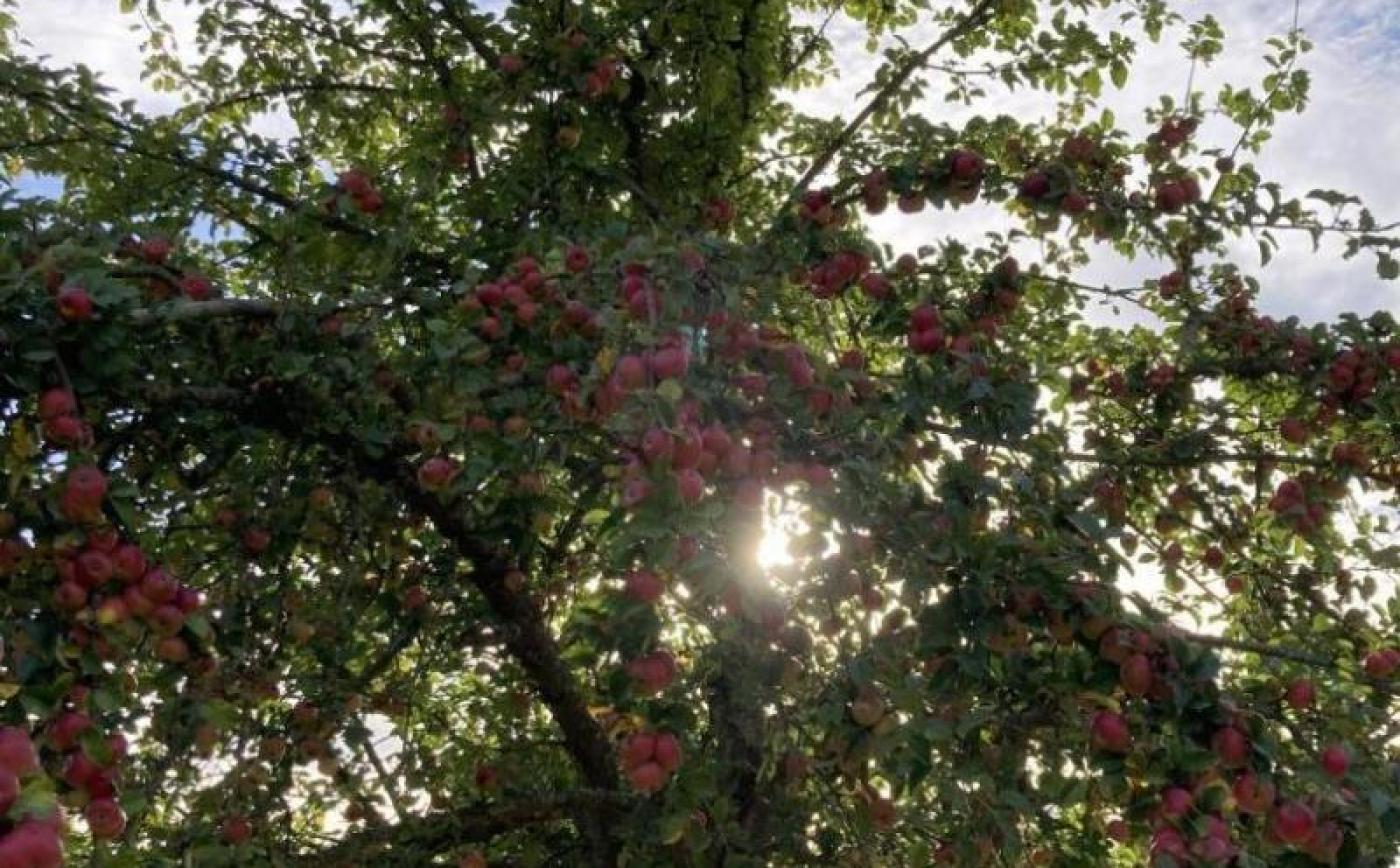 Le pressoir de la Malherbière - © Gites de France Orne