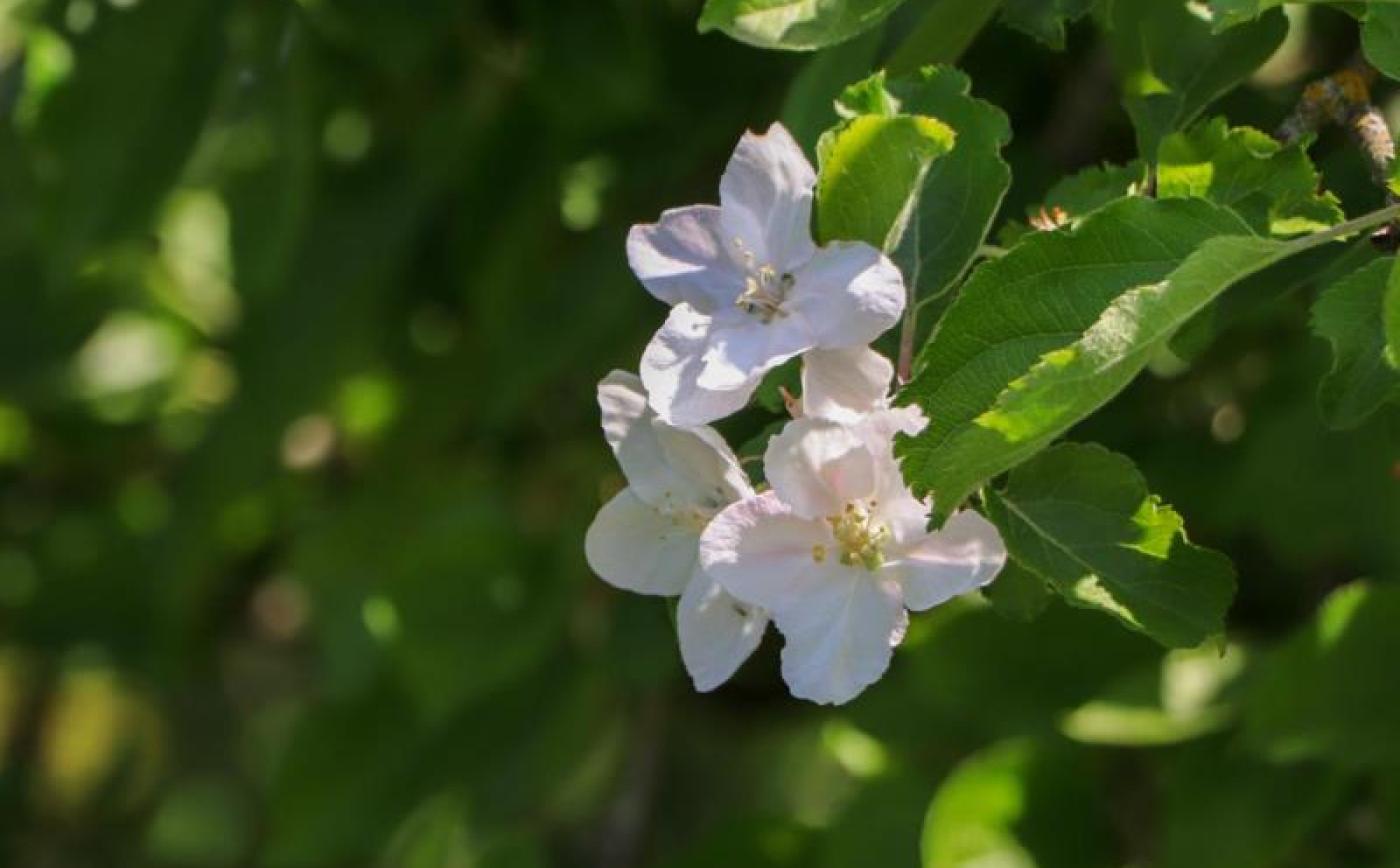 La Lamberderie - © Gites de France Orne