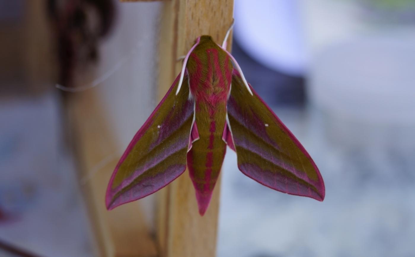 Sortie papillons à Aubry le Pantou - Karin BADDELY
