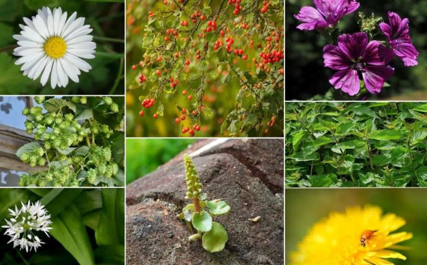 Sorties nature plantes comestibles - F