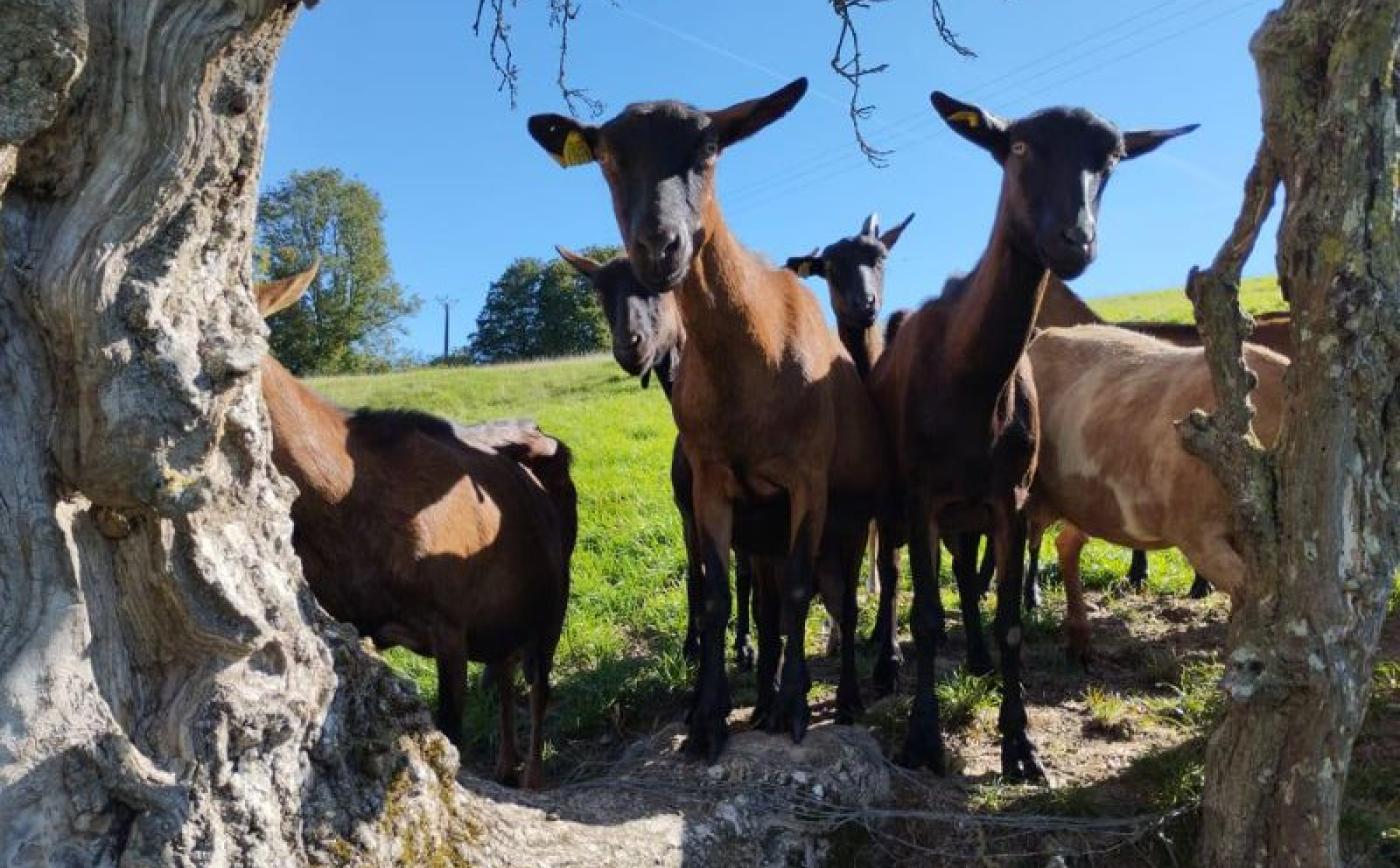 Balade Gourmande aux Authieux du Puits - Ferme des Chèvres Brasseuses