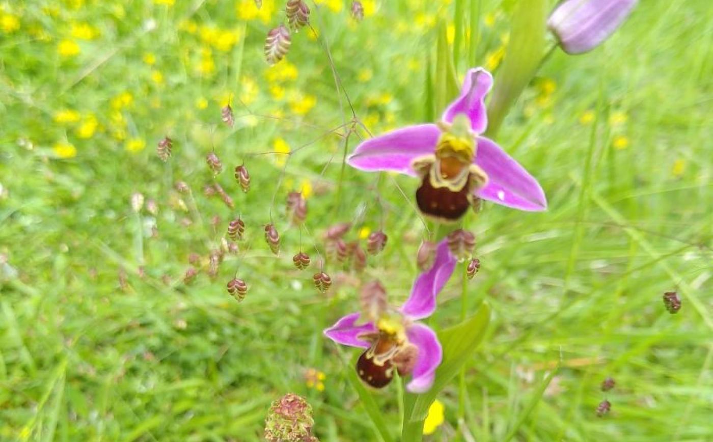 Sortie Orchidée_sauvage à Sap-en-Auge - Domaine Sauvage Le Costil