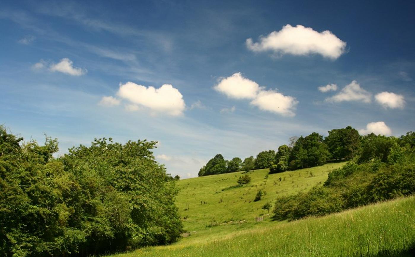 Coteau_Champs genêts©J-E Rubio - J-E RUBIO