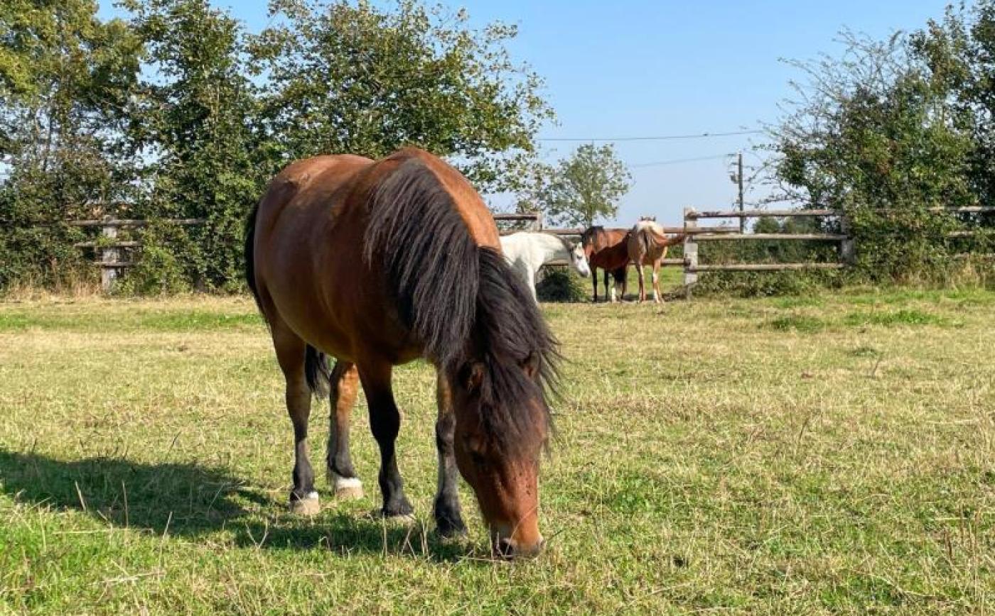 Chaumière Miro du Haras des Arts - © Gites de France Orne