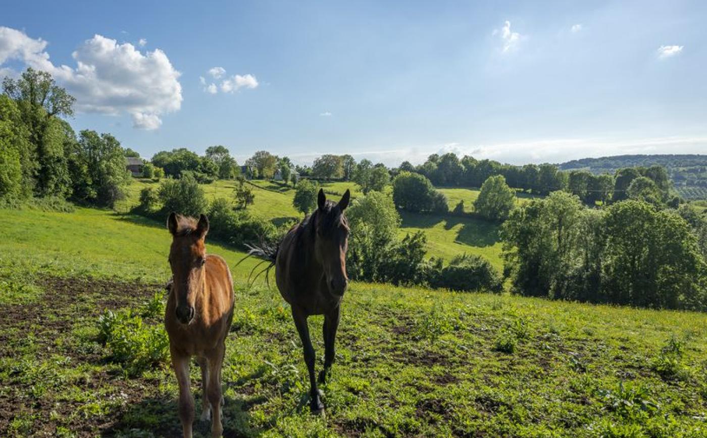Le-Cottage-des-Trotteurs-Roiville - ©MME VALLETTE