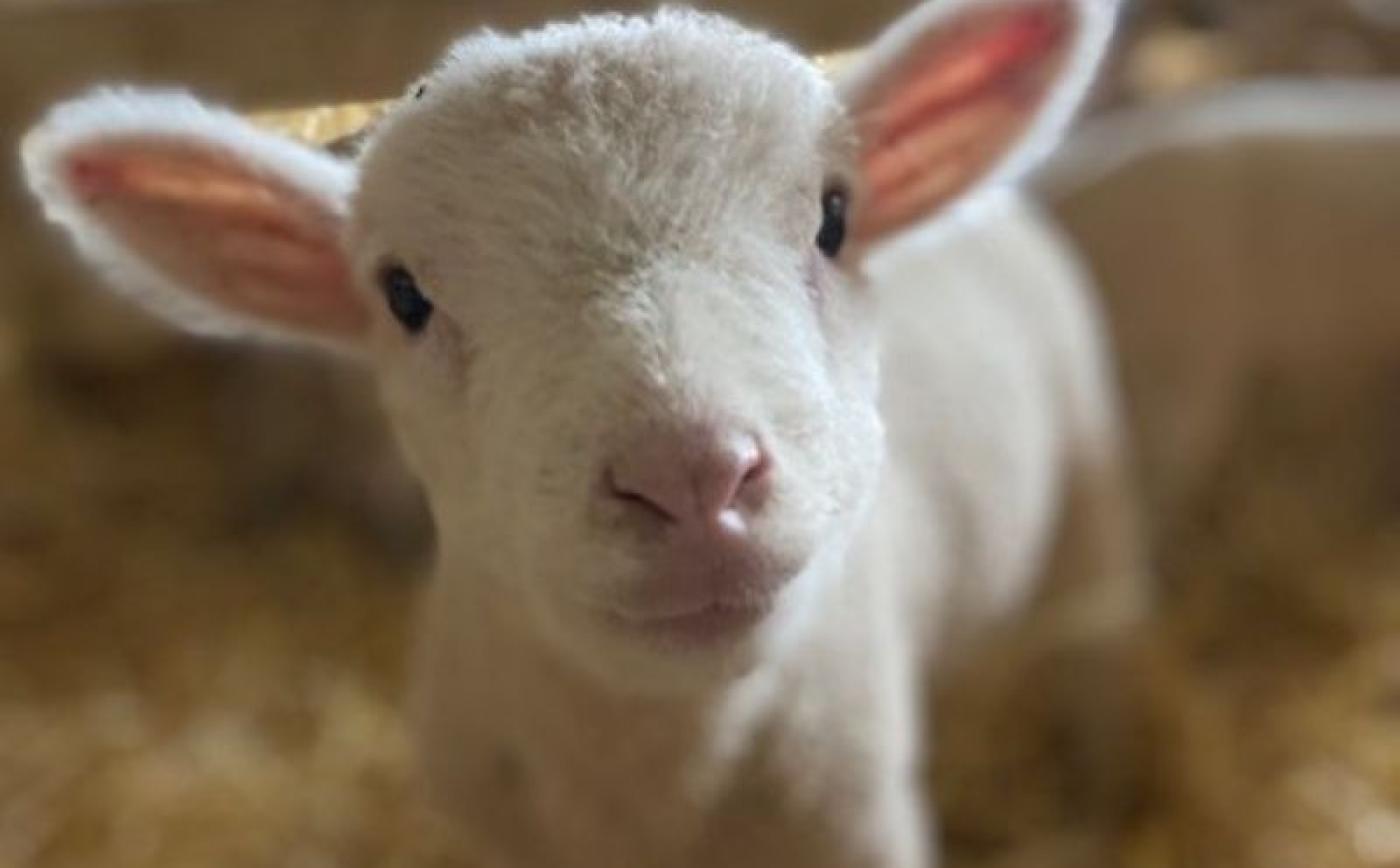 GAEC de la Foucaudière à Camembert - Léa Davis